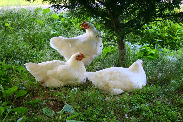 chickens-hen